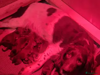 Sprocker dogs F1 Sprocker Spaniel Puppies 7 Boys & 2 Girls 🐾 - Advert 4