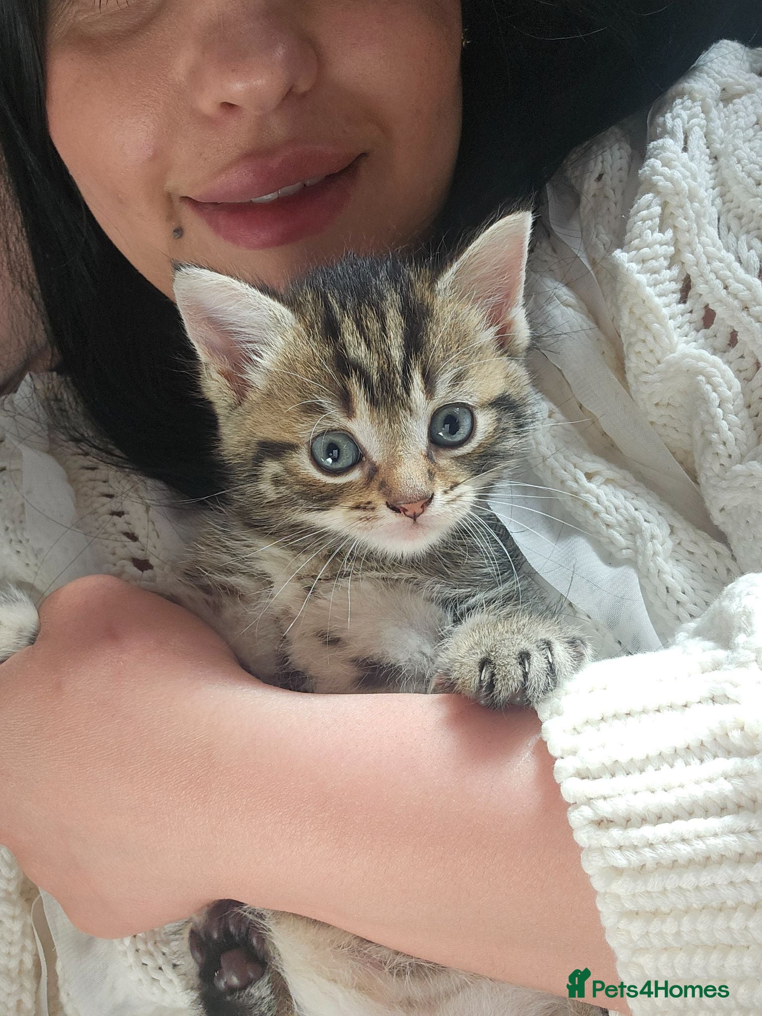 Mixed Breed cats Baby cats - Advert 7