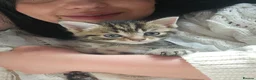 Mixed Breed cats for sale: Baby cats - Advert 1