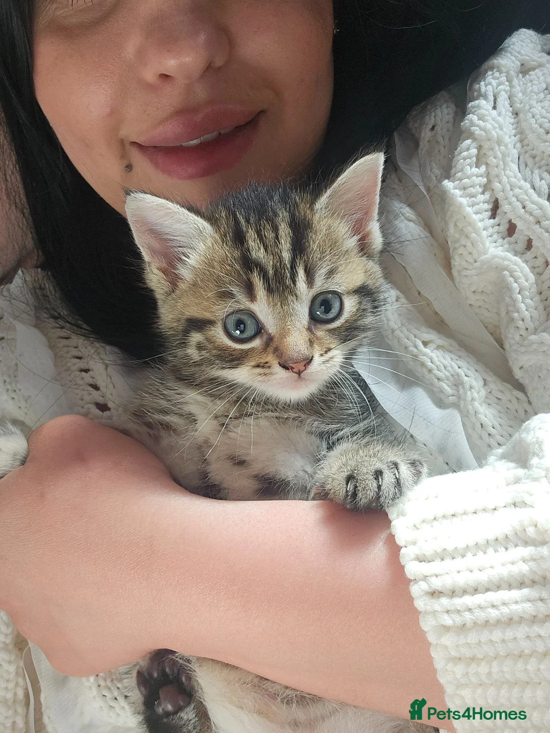 Mixed Breed cats for sale: Baby cats - Advert 1