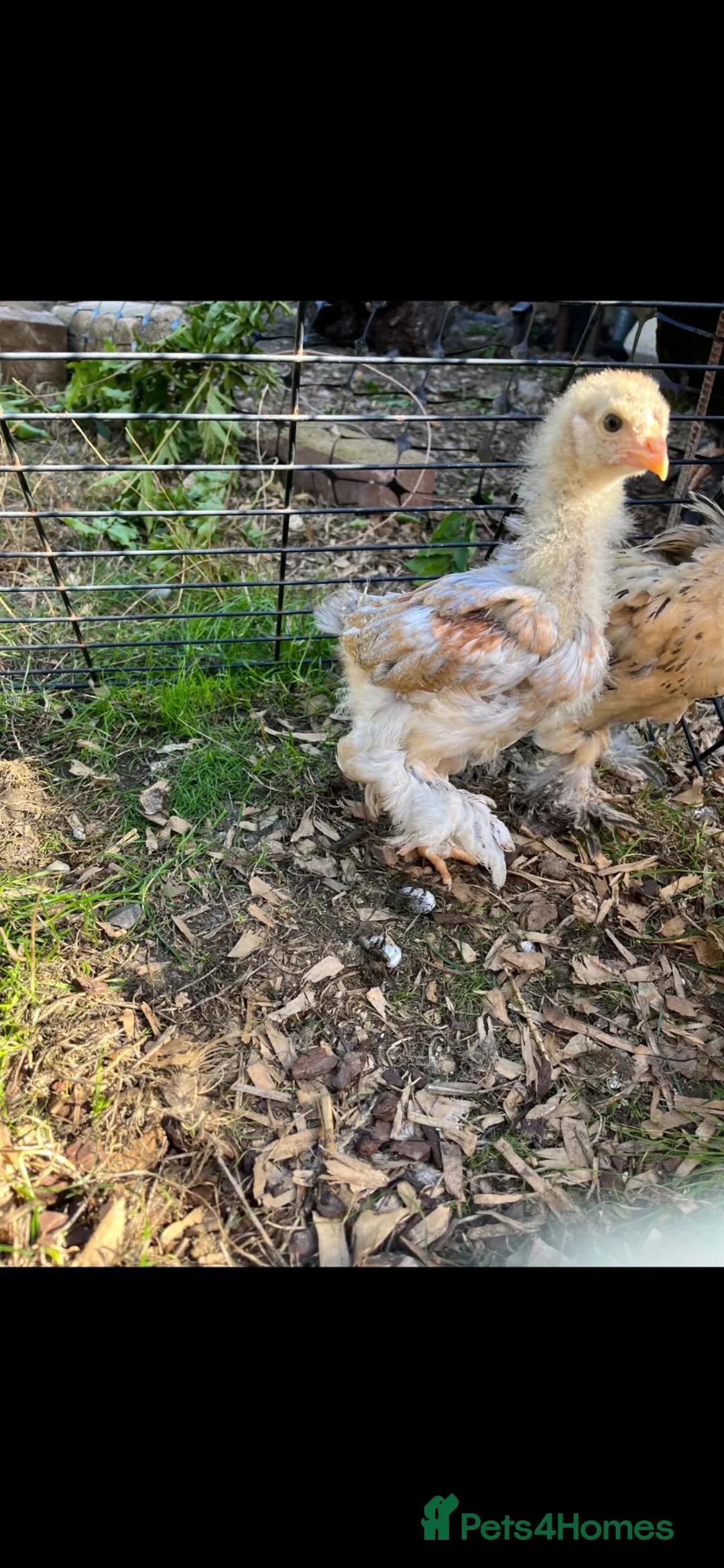 Chickens poultry for sale: Splash blue Brahma  - Advert 2