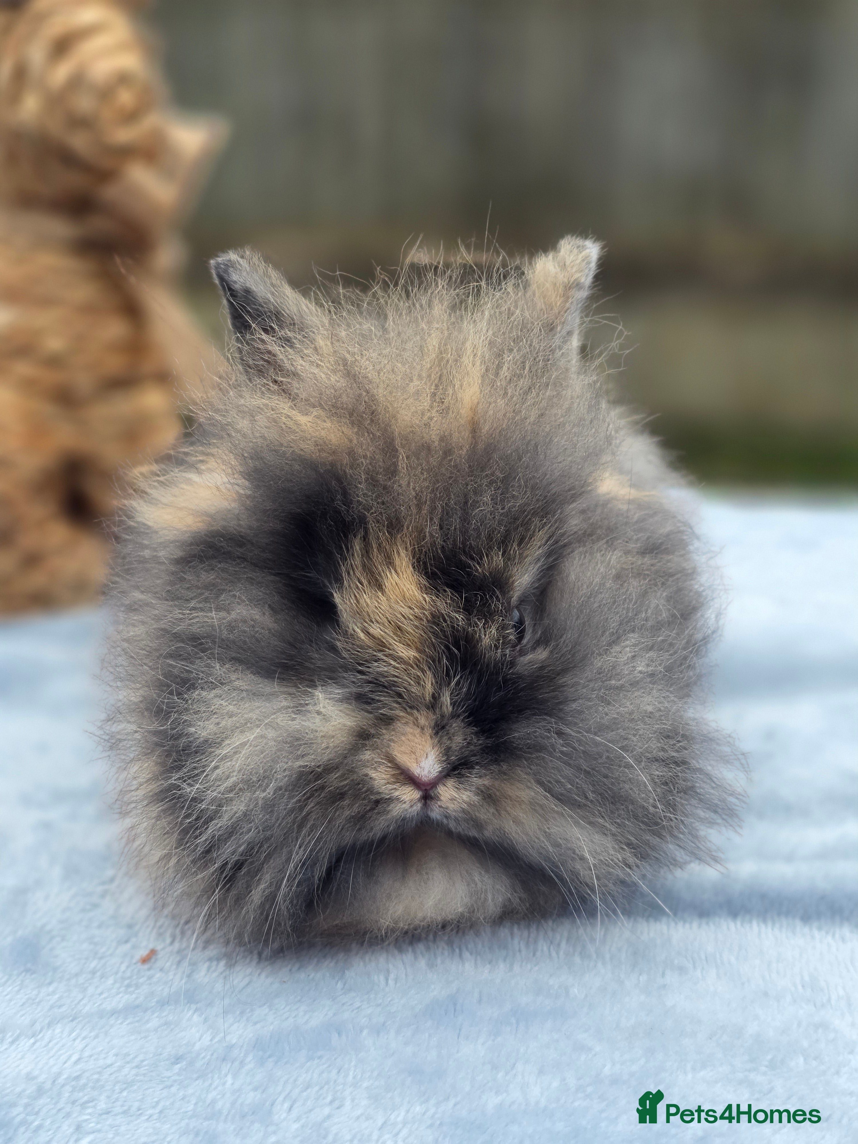Lionhead rabbits This little fella is back available 💙 - Advert 7