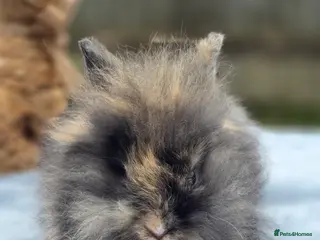 Lionhead rabbits This little fella is back available 💙 - Advert 5