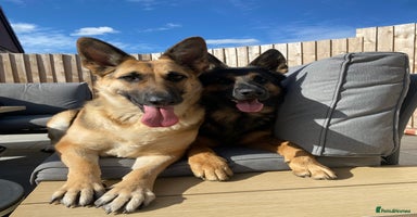 German Shepherd dogs - Advert 13
