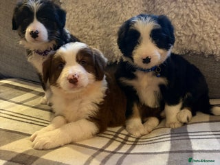 Bearded Collie dogs - Advert 2