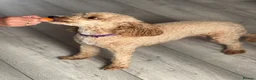 Toy Poodle dogs for sale: Stunning  toy poodle puppies  - Advert 6