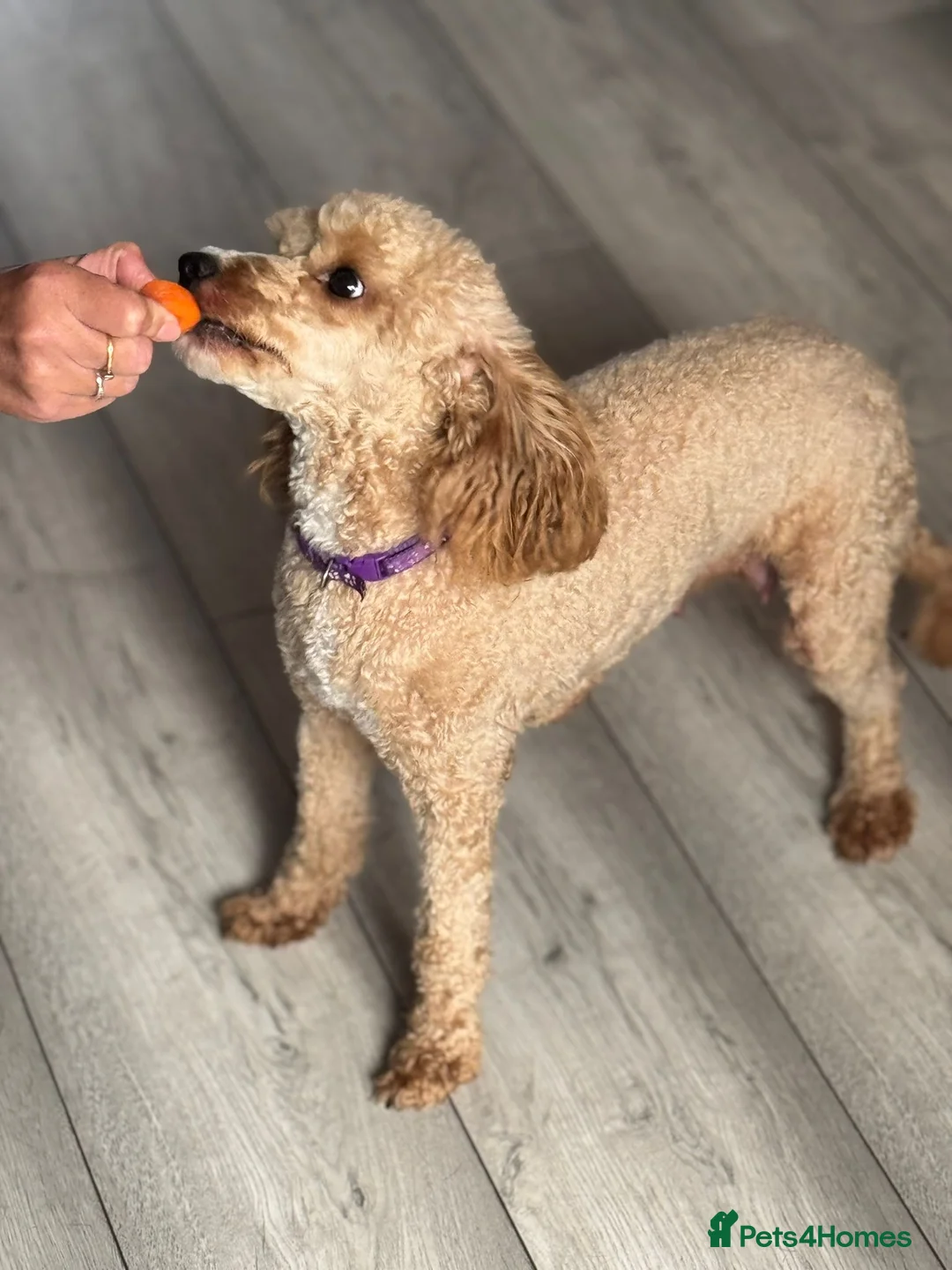 Toy Poodle dogs for sale: Stunning  toy poodle puppies  - Advert 6