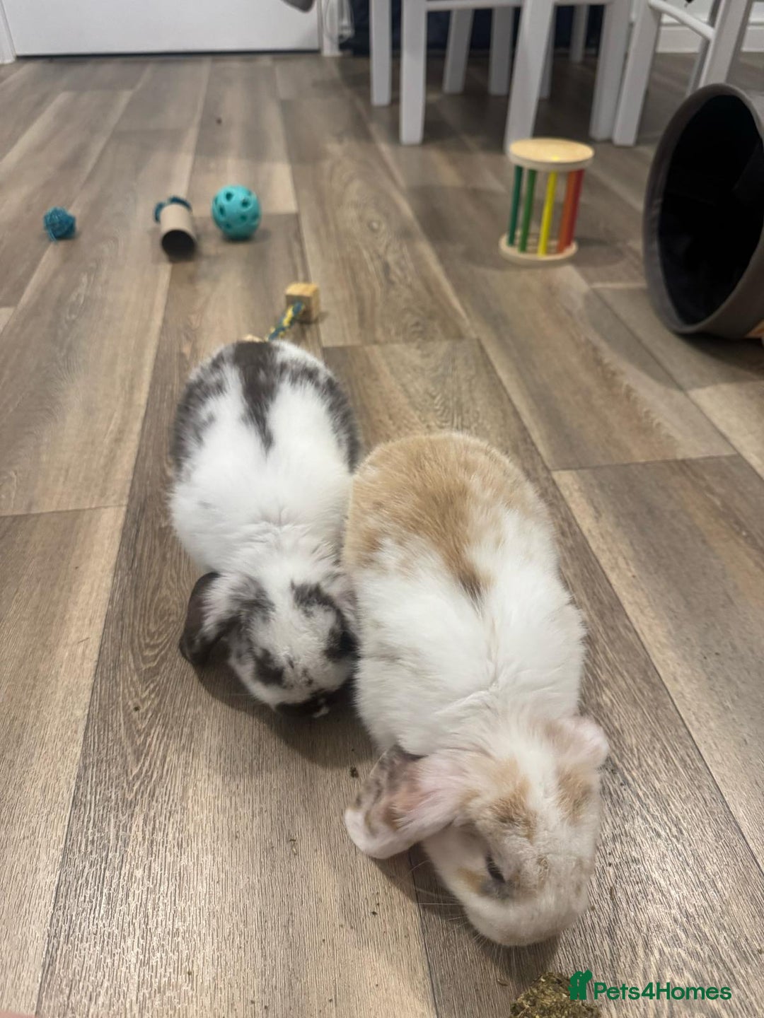 Mini Lop rabbits for sale: 2 mini lop indoor rabbits male - Image 2