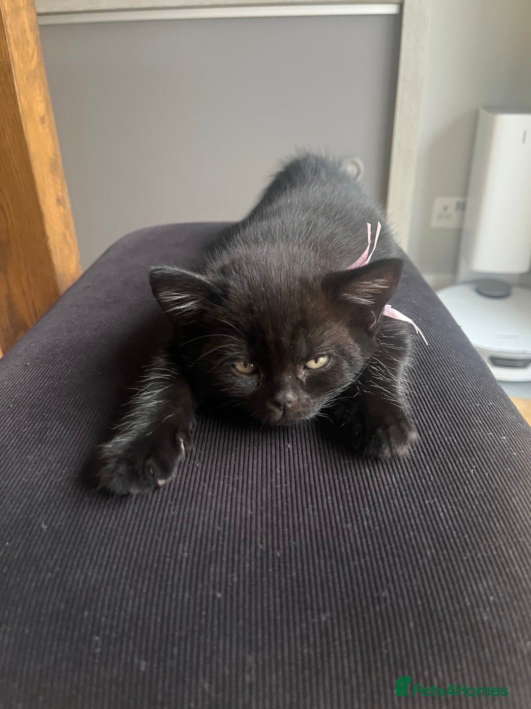 Mixed Breed cats for sale: Cute cuddly Kittens - Image 8