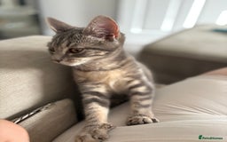 Bengal cats for sale: Bengal cross silver female kitten  - Image 3