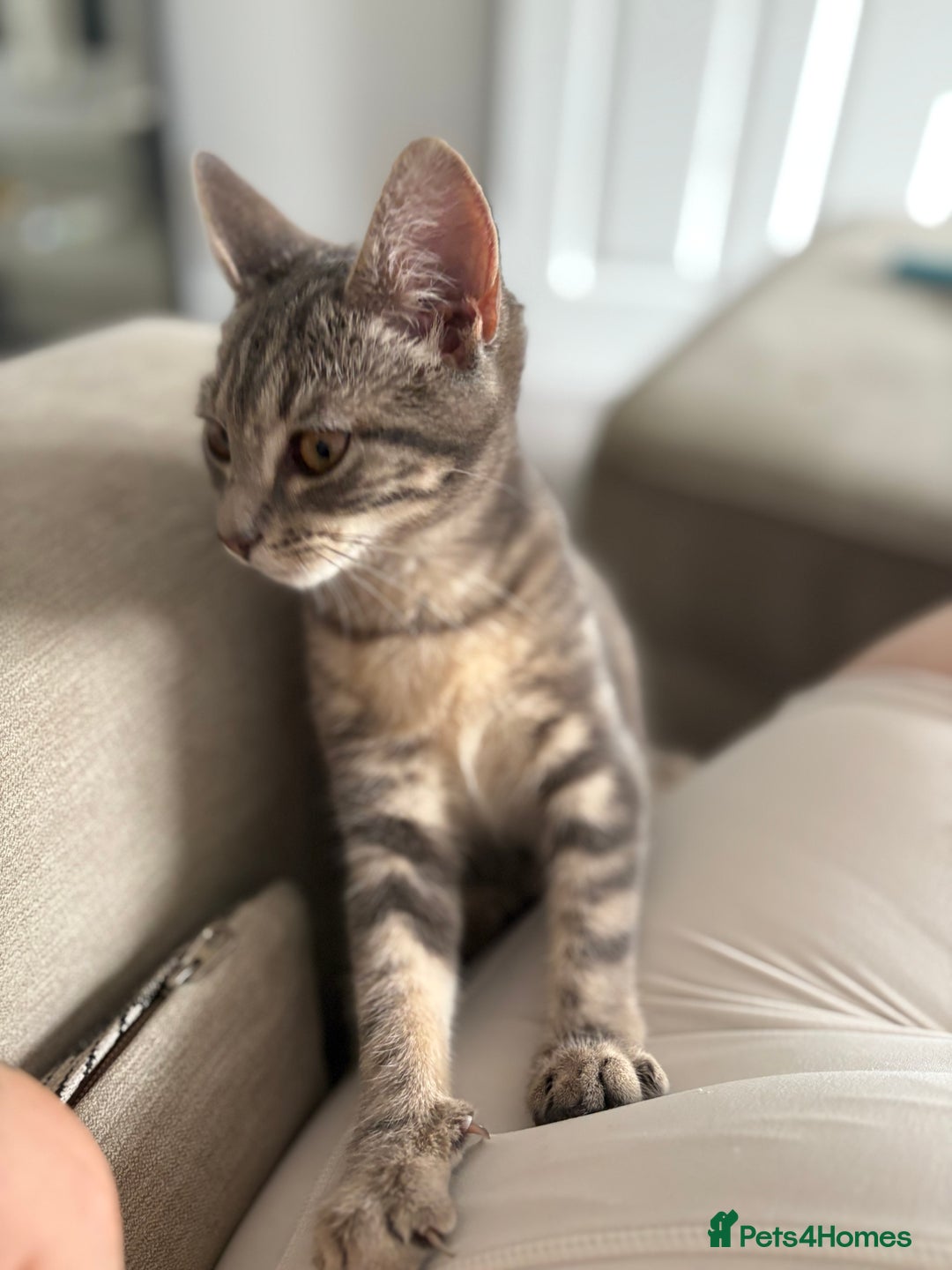 Bengal cats for sale: Bengal cross silver female kitten  - Image 3