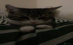 American Shorthair cats for sale: 4 months old grey and black cat  - Image 7