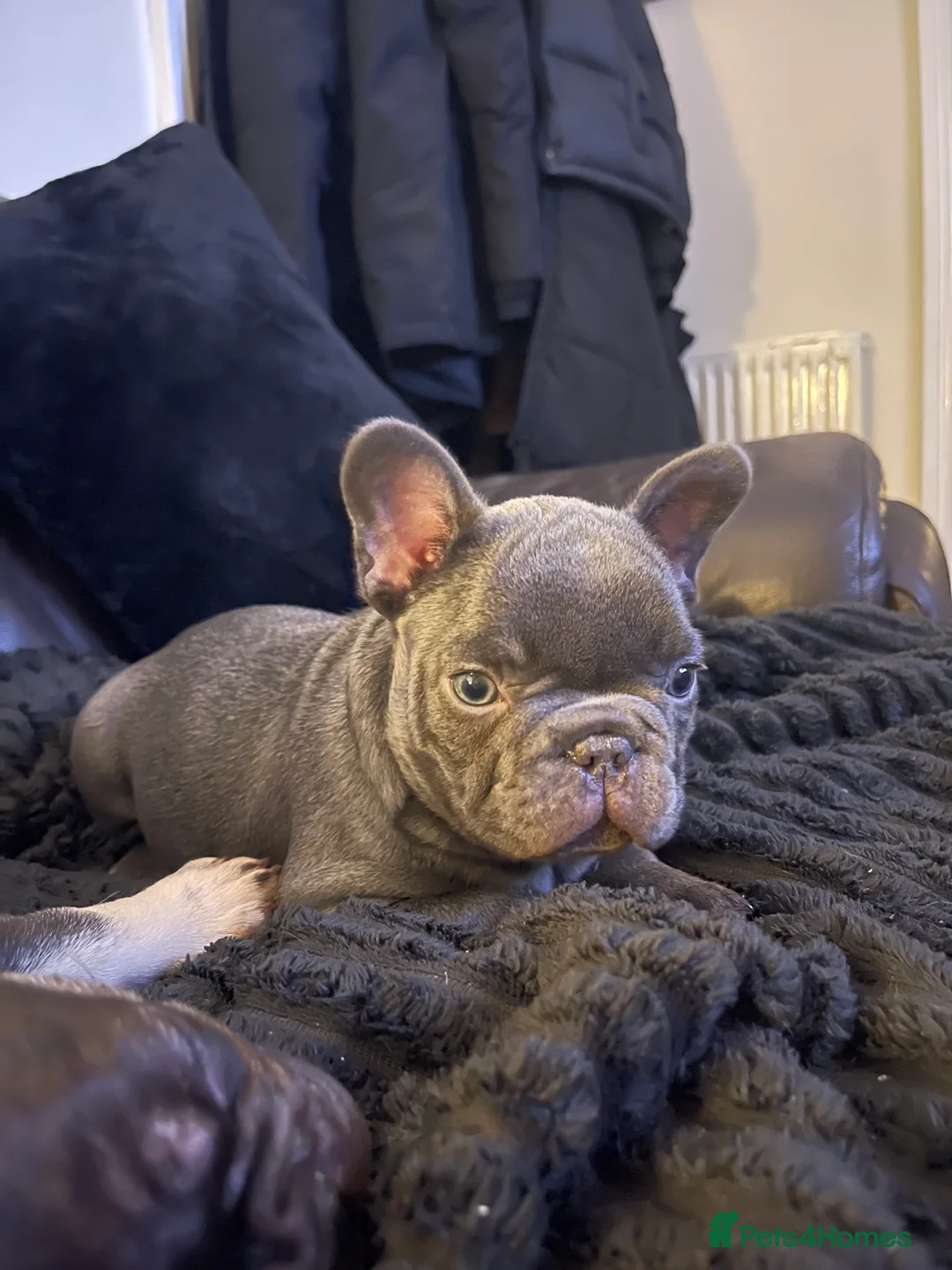 French Bulldog dogs for sale: Grey French Bulldog Male in Deeside - Advert 6