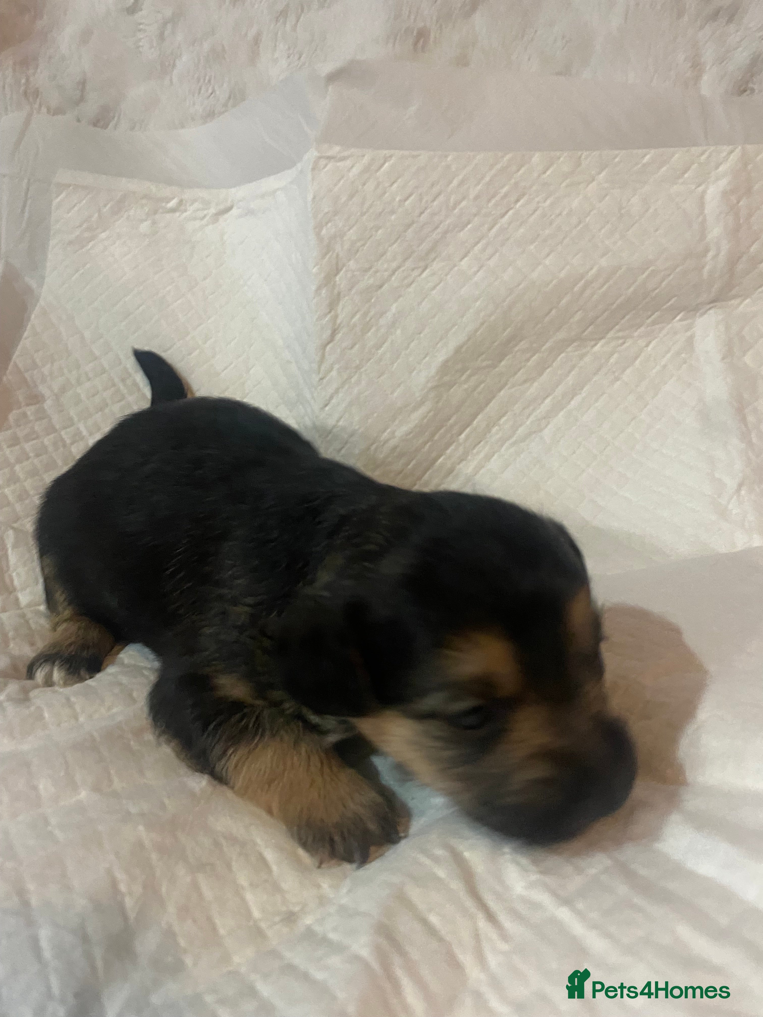 Jackapoo dogs Jackapoo puppies - Advert 15