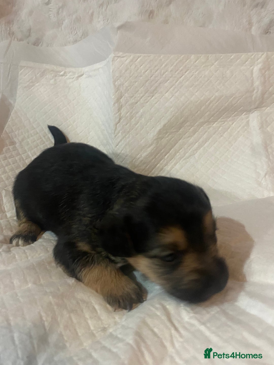 Jackapoo dogs for sale: Jackapoo puppies - Advert 1