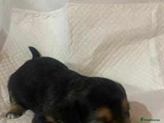 Jackapoo dogs Jackapoo puppies - Advert 1