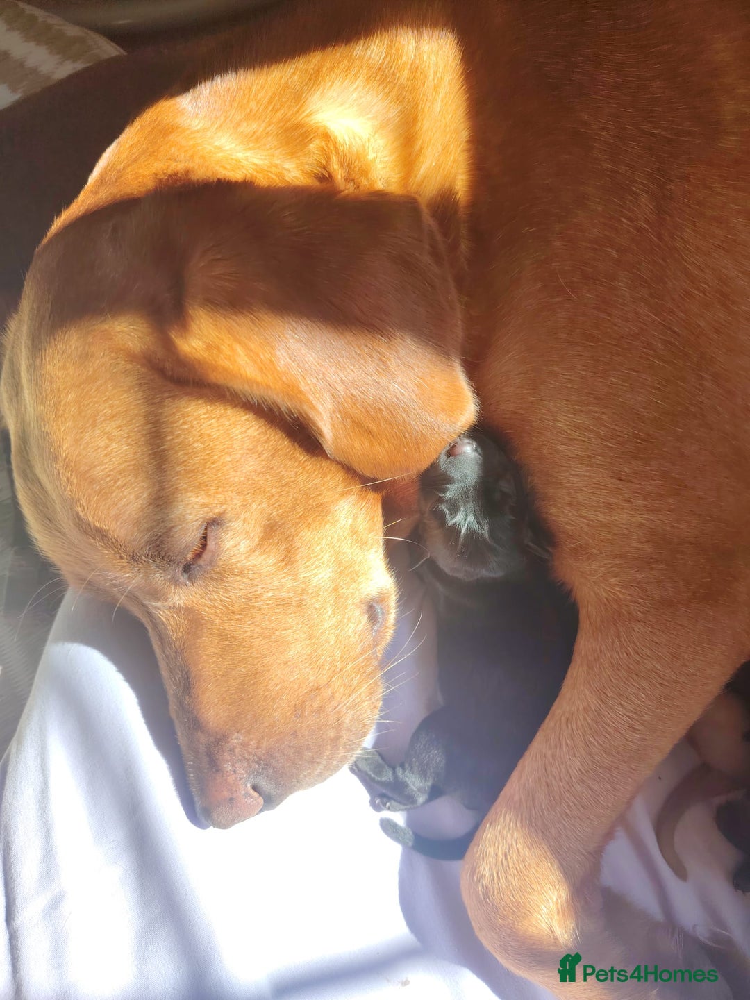 Labrador Retriever dogs for sale: KC registered Pedigree Labradors Black & Fox Red - Image 3