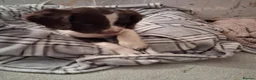 English Springer Spaniel dogs for sale: KC English Springer Spaniel in Airdrie - Advert 5