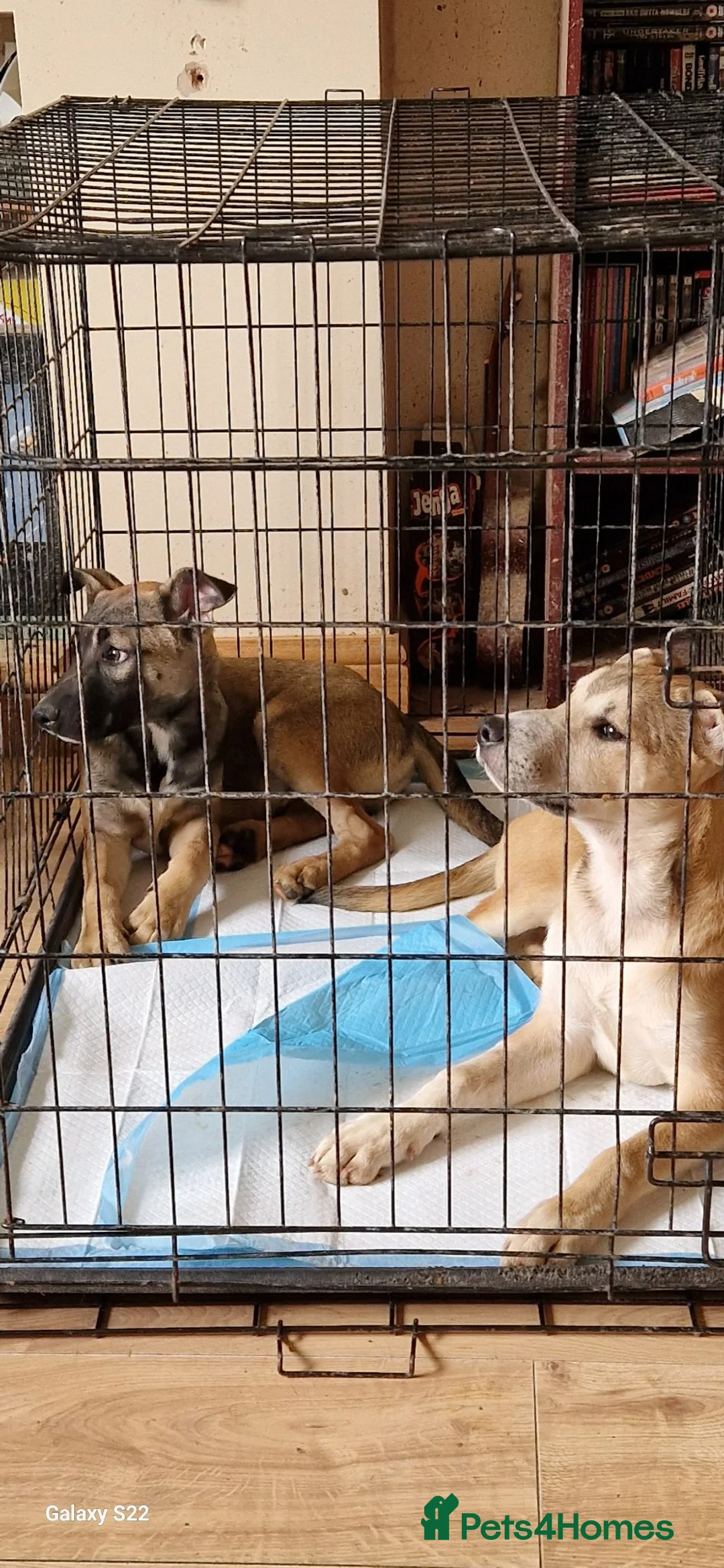 Mixed Breed dogs for sale: 2 beautiful happy boys need a new adventure - Advert 2