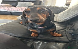 Miniature Dachshund dogs for sale: Looking for a 5 star home - Image 5