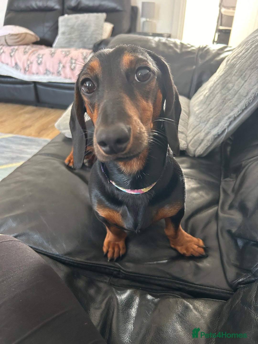 Miniature Dachshund dogs for sale: Looking for a 5 star home - Image 5