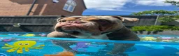 Olde English Bulldogge dogs for stud: ✨LILAC OLDE ENGLISH BULLDOG STUD - Advert 6