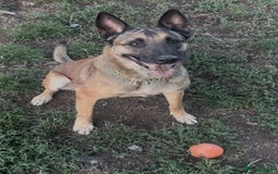 Belgian Shepherd Dog dogs for adoption: Cairo is looking for her forever home - Image 1