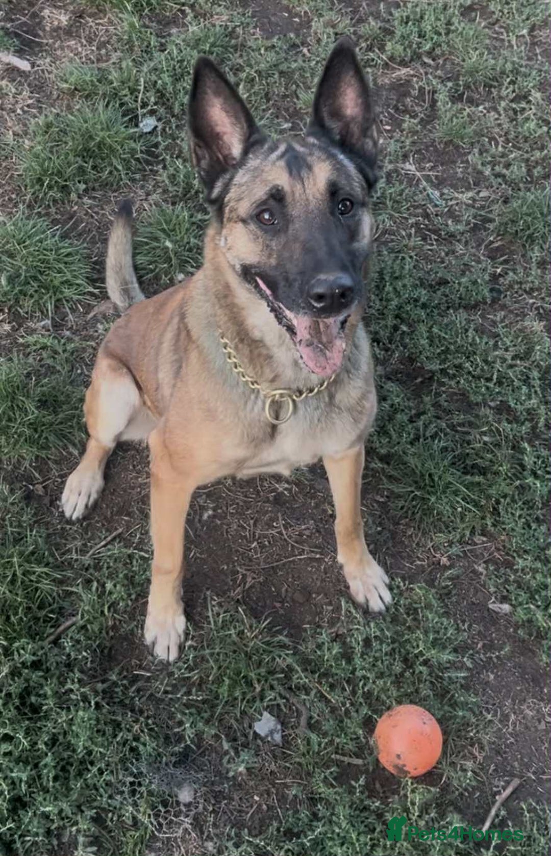 Belgian Shepherd Dog dogs for adoption: Cairo is looking for her forever home - Image 1