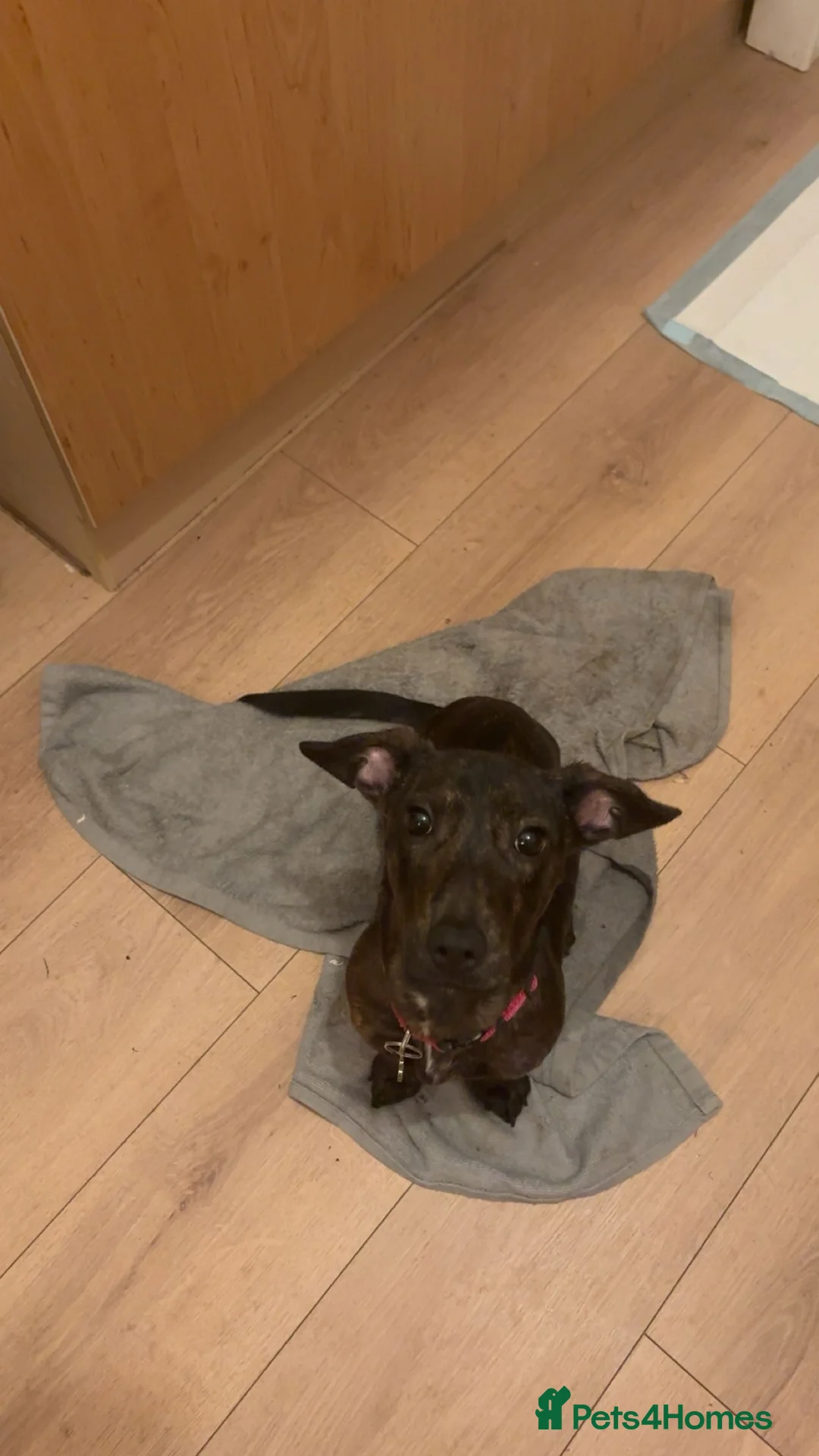 Mixed Breed dogs for sale: Female puppy looking for good home  in Dundee - Advert 3