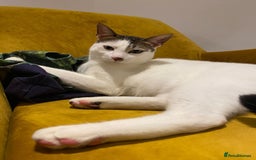 Mixed Breed cats for sale: Affectionate Cat Looking for a Forever Home - Image 2