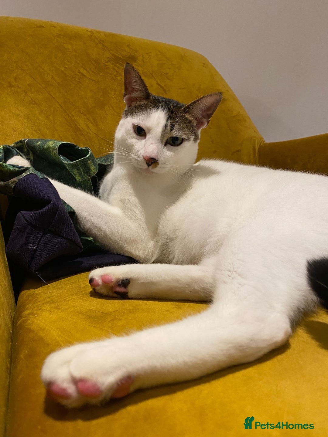Mixed Breed cats for sale: Affectionate Cat Looking for a Forever Home - Image 2