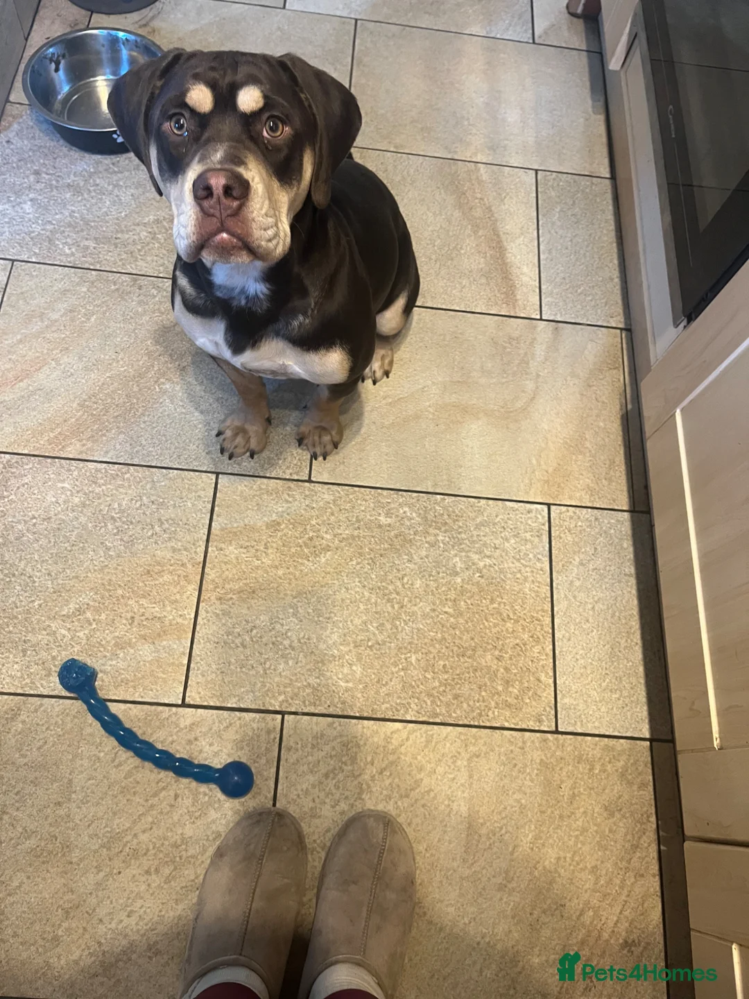 Mixed Breed dogs for sale: Koda  - Advert 1