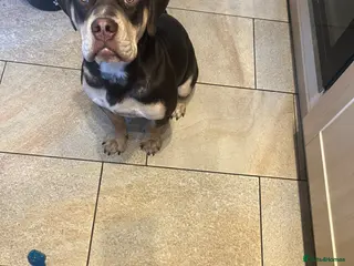 Mixed Breed dogs Koda - Advert 7