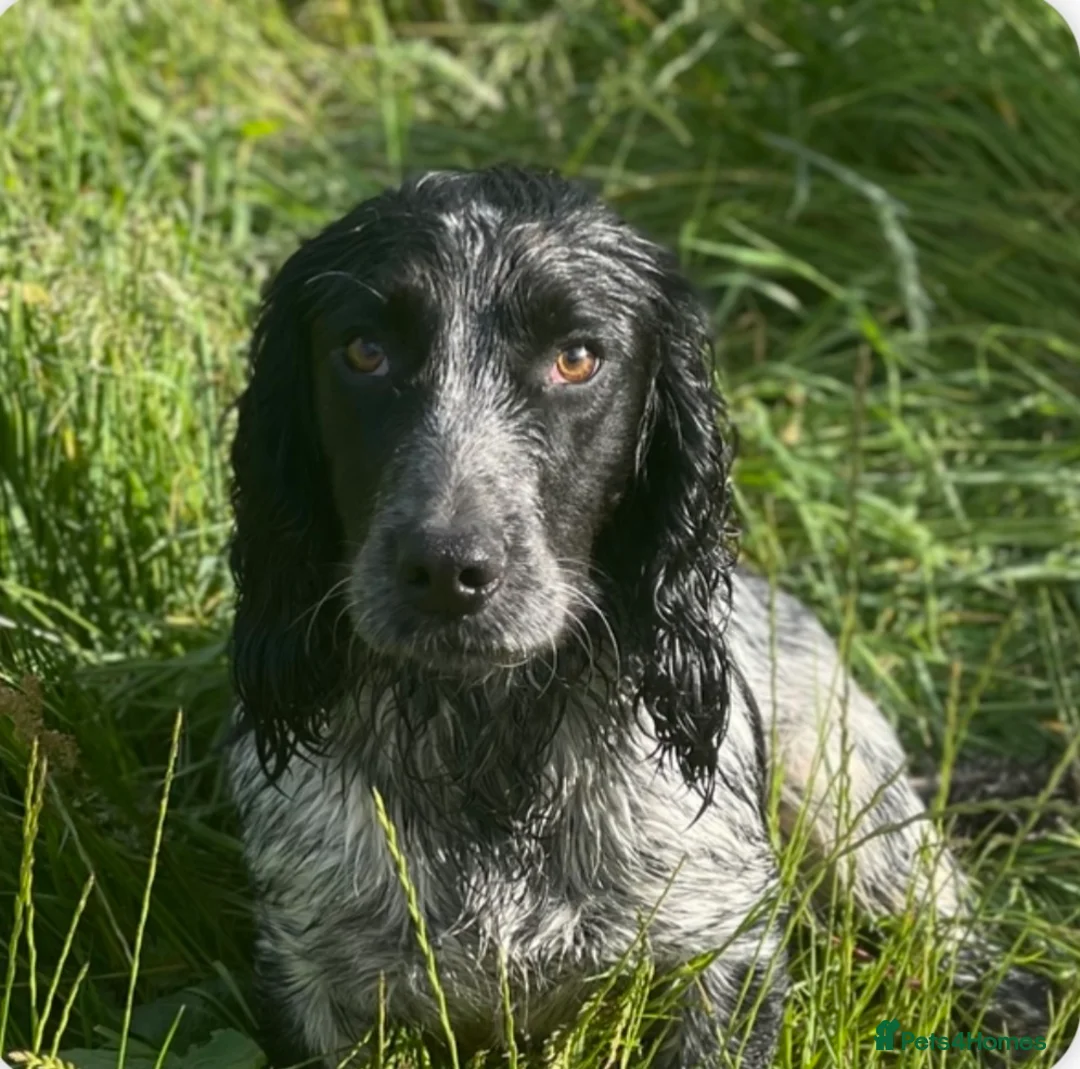 Cocker Spaniel dogs for stud: KC Registered Working Blue Roan Cocker Spaniel  - Advert 6
