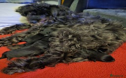 Schnoodle dogs for sale: Schnoodle puppys  - Image 9