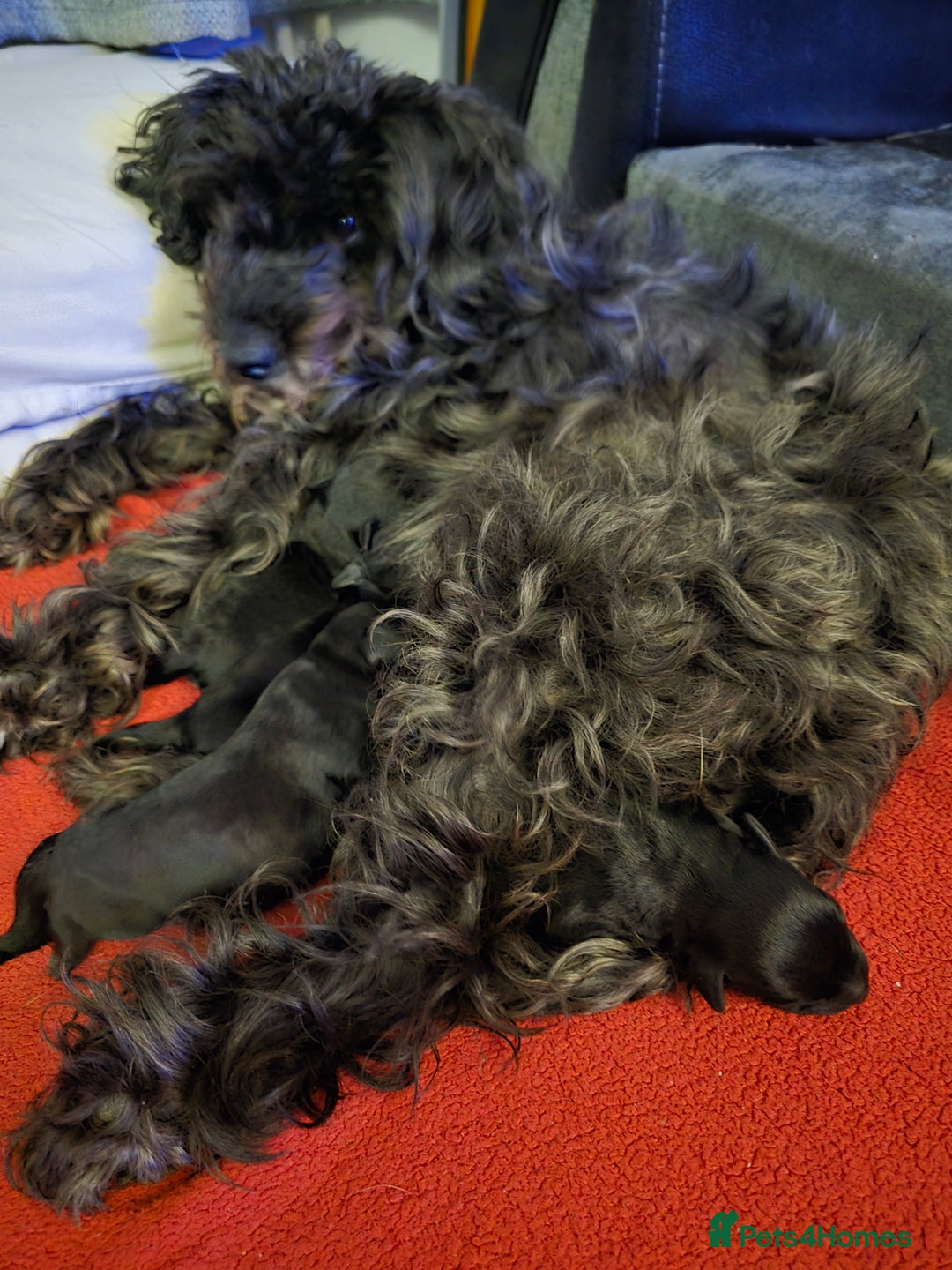 Schnoodle dogs for sale: Schnoodle puppys  - Image 9
