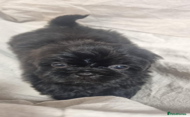 Shih Tzu dogs - Advert 15