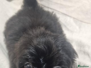 Shih Tzu dogs - Advert 18