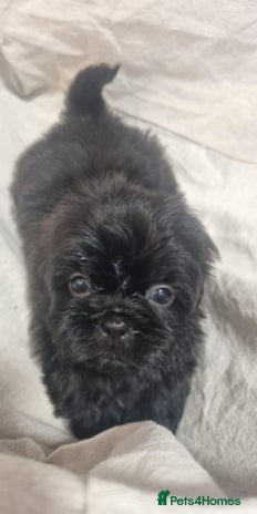 Shih Tzu dogs - Advert 2