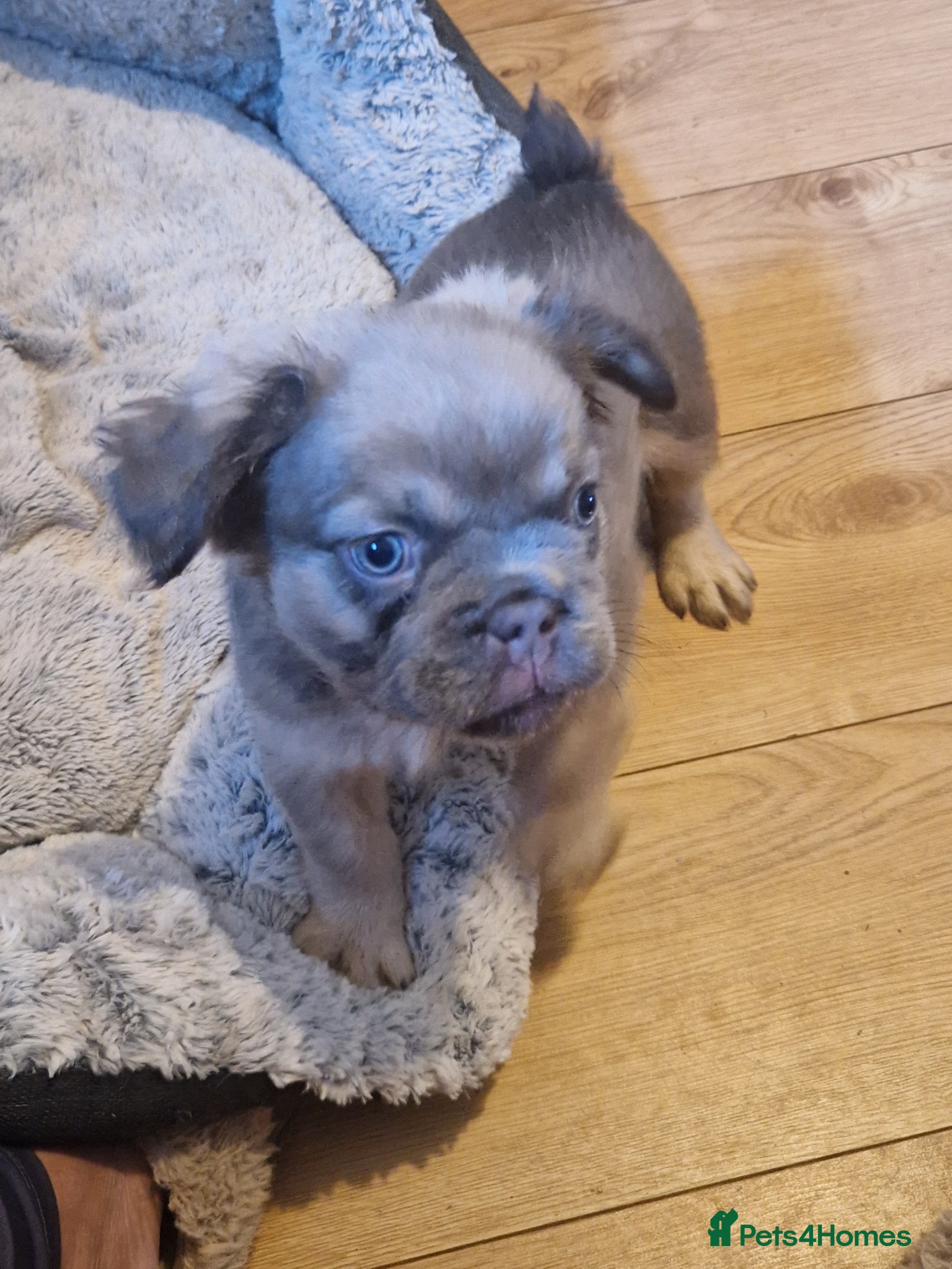 French Bulldog dogs Fluffy french bulldogs  - Advert 6