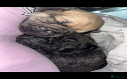 Frug dogs for sale: Beautiful F1 boy Frug - Image 2