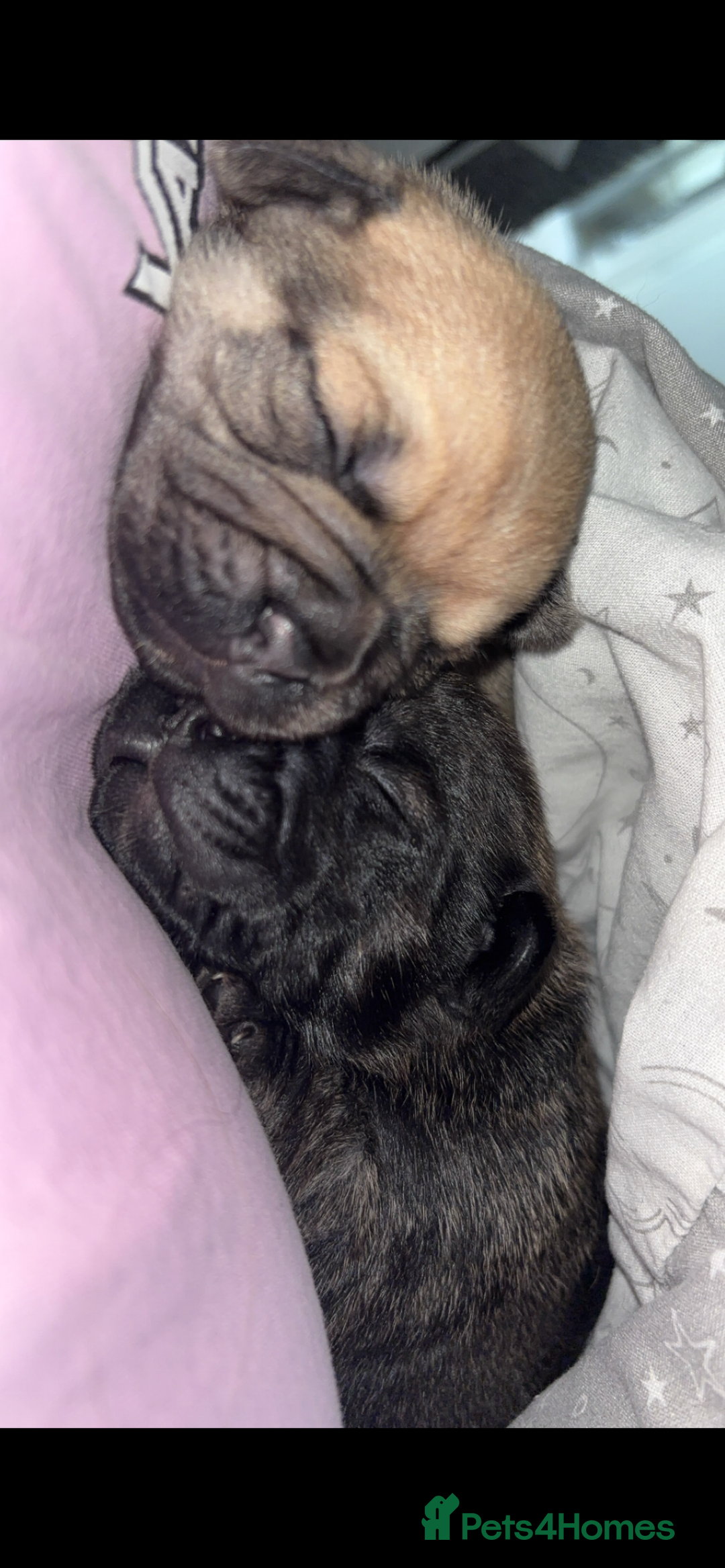 Frug dogs for sale: Beautiful F1 boy Frug - Image 2