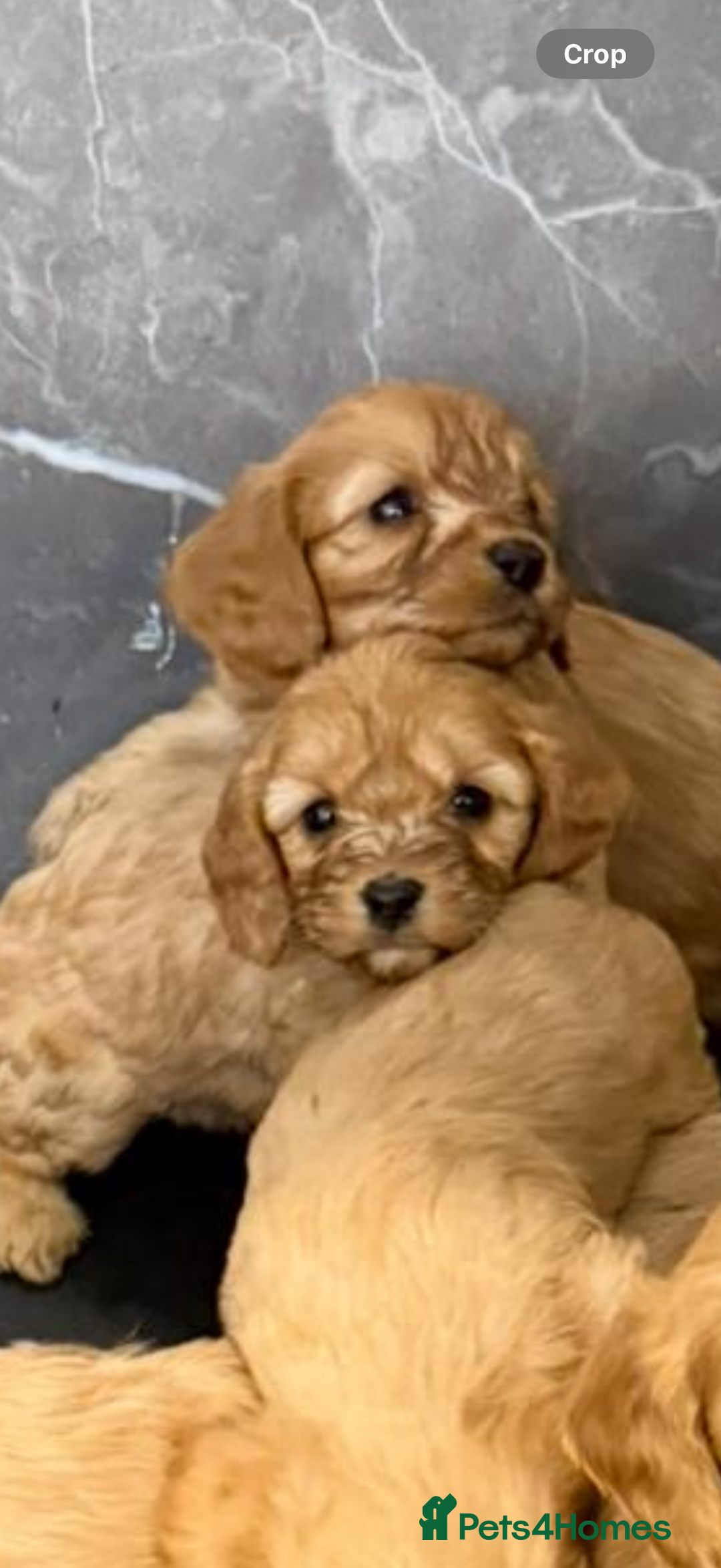 Cavapoo dogs for sale: 7 cavapoo puppy’s for sale 1 girl 6 boys  - Advert 5