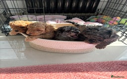 Mixed Breed dogs for sale: Miniature Poodles - Image 1