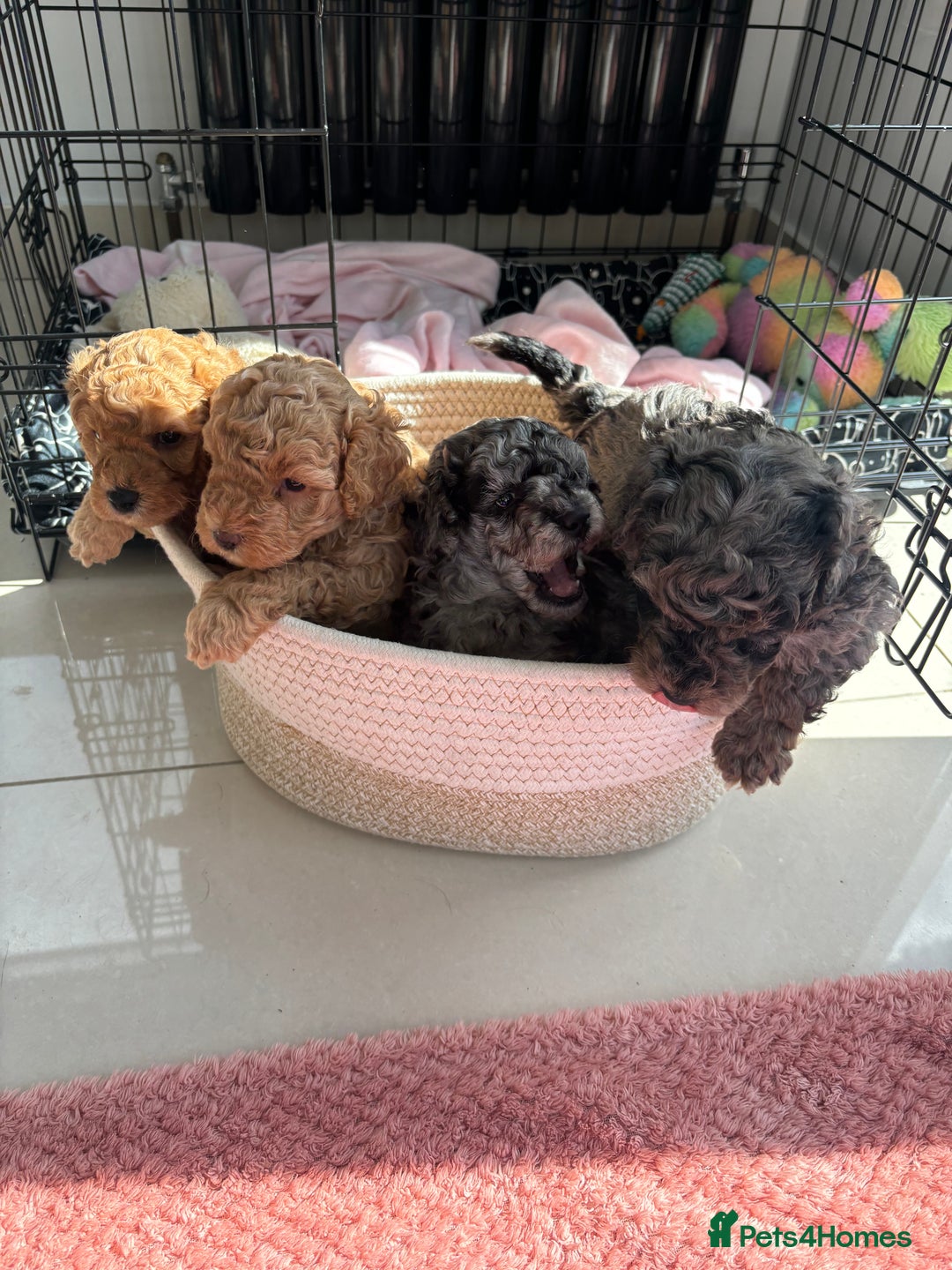 Mixed Breed dogs for sale: Miniature Poodles - Image 1