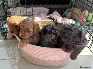 Mixed Breed dogs for sale: Miniature Poodles - Advert 1
