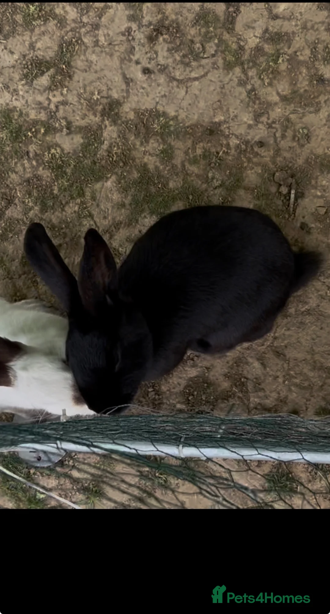 Continental Giant rabbits for sale: Continental Giant does  - Advert 2