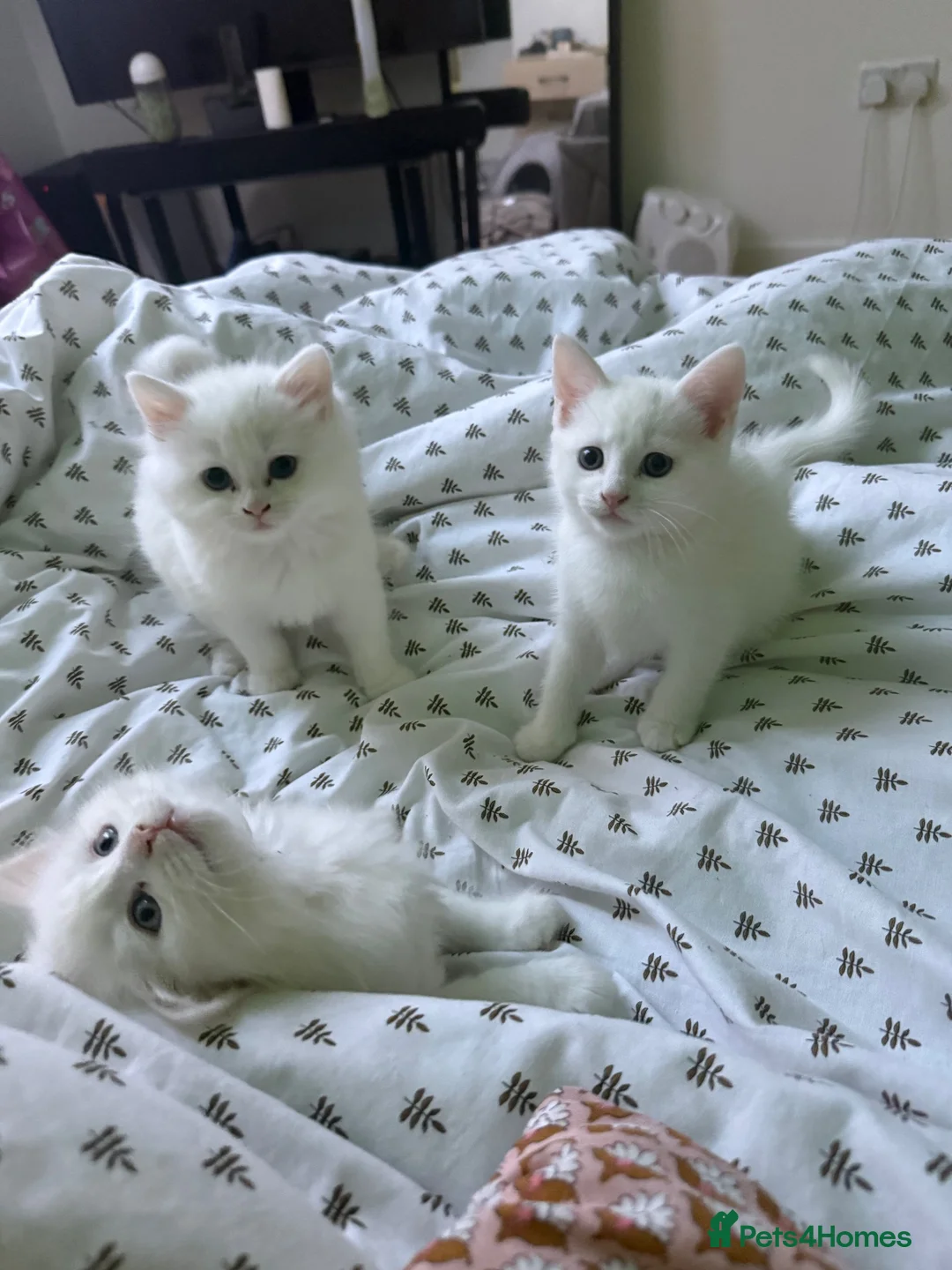 Turkish Angora cats for sale: 3 Beautiful Half Turkish Angora - Advert 17