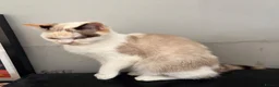 British Shorthair cats for sale: Beautiful BSH Girl - Advert 1
