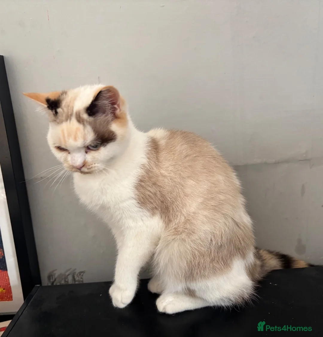British Shorthair cats for sale: Beautiful BSH Girl - Advert 1